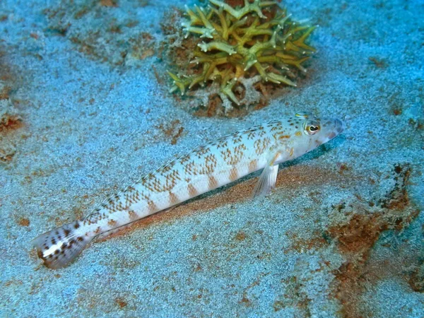Amazing Mysterious Underwater World Indonesia North Sulawesi Manado Goby Fish — Stock Photo, Image