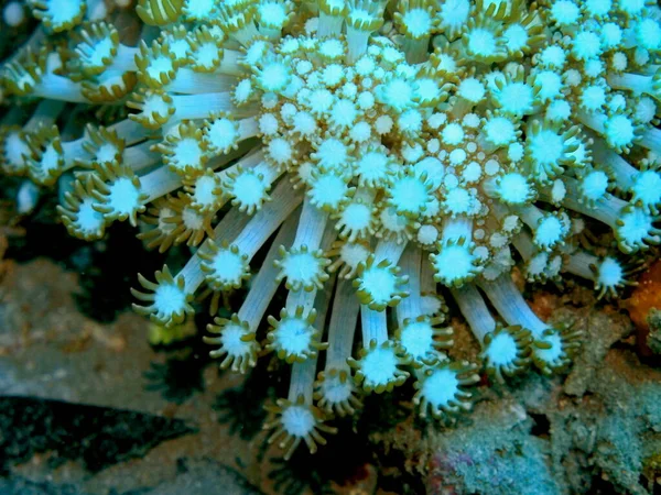 Удивительный Таинственный Подводный Мир Индонезии Северный Сулавеси Манадо Мягкие Кораллы — стоковое фото