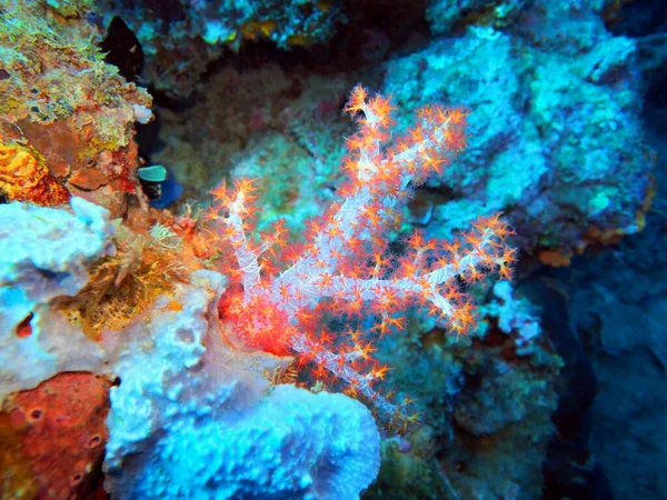 Amazing Mysterious Underwater World Indonesia North Sulawesi Manado Soft Coral — Stockfoto
