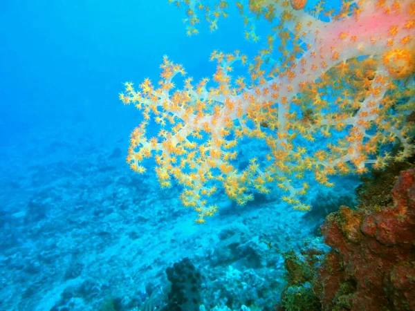 Amazing Mysterious Underwater World Indonesia North Sulawesi Manado Soft Coral — ストック写真