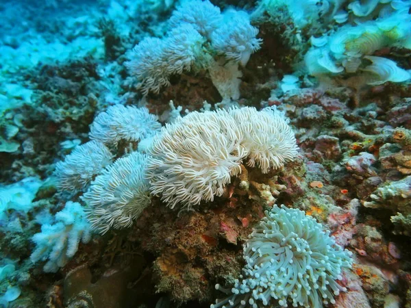 Increíble Misterioso Mundo Submarino Indonesia Sulawesi Del Norte Manado Coral — Foto de Stock