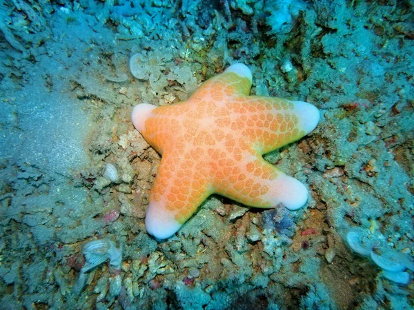 Endonezya 'nın, Kuzey Sulawesi' nin, Manado 'nun, deniz yıldızlarının inanılmaz ve gizemli sualtı dünyası.