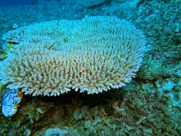 印度尼西亚 北苏拉威西 马纳多 石珊瑚等神奇而神秘的水下世界 — 图库照片