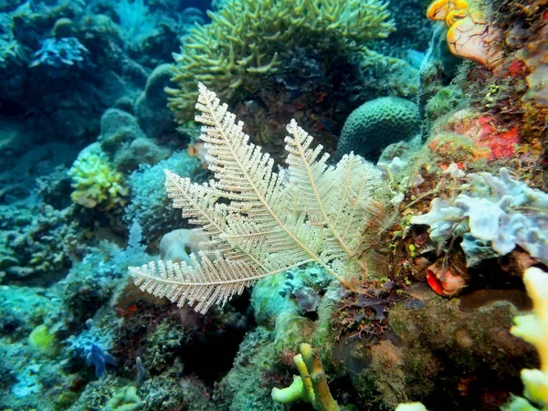 Asombroso Misterioso Mundo Submarino Indonesia Sulawesi Del Norte Manado Hydrozoan — Foto de Stock
