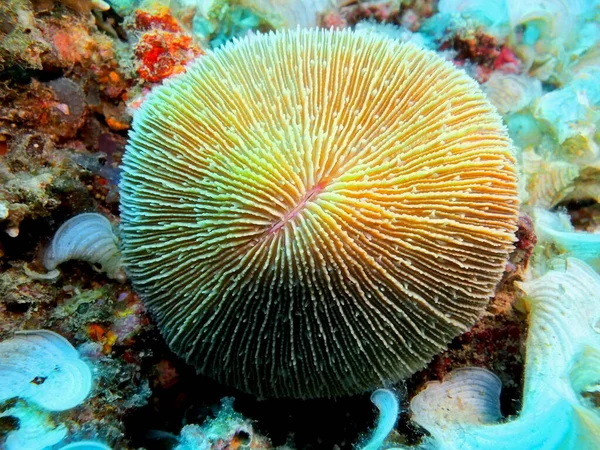 놀라운 신비의 인도네시아 술라웨시 마나도 돌산호 로열티 프리 스톡 이미지