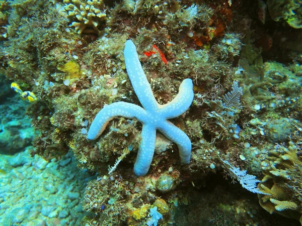 Amazing Mysterious Underwater World Indonesia North Sulawesi Manado Starfish — Stock Photo, Image