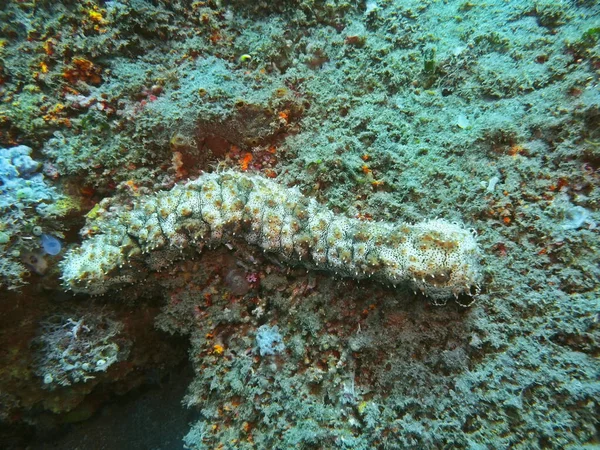 Verbazingwekkende Mysterieuze Onderwaterwereld Van Indonesië Noord Sulawesi Manado Zeekomkommer — Stockfoto