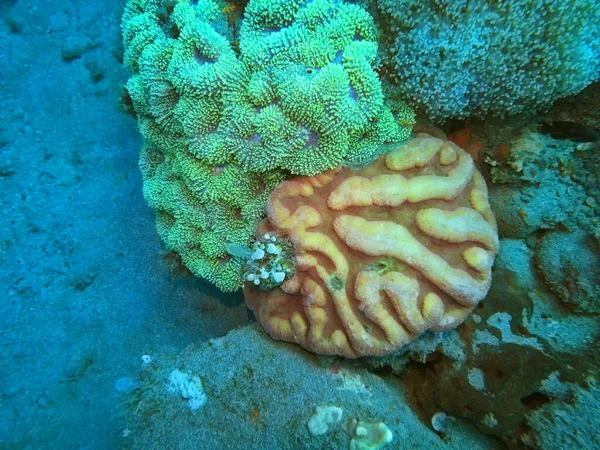 Amazing Mysterious Underwater World Indonesia North Sulawesi Manado Stone Coral — ストック写真