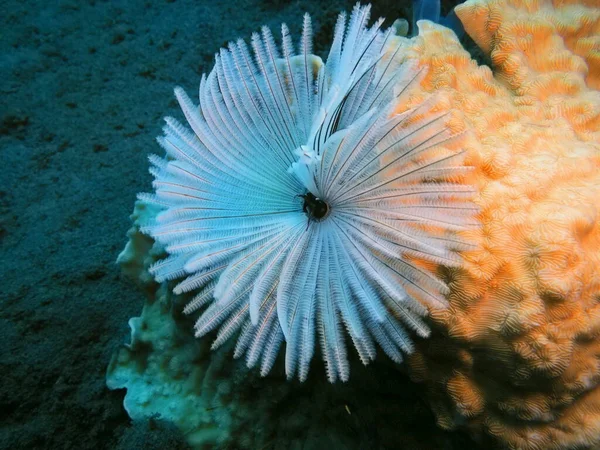 Sorprendente Misterioso Mondo Sottomarino Indonesia Nord Sulawesi Manado Verme Tubo — Foto Stock