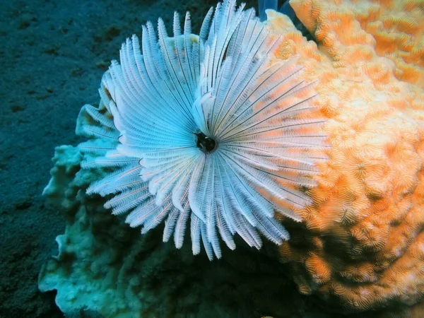 印度尼西亚令人惊奇而神秘的水下世界北苏拉威西马纳多管虫 — 图库照片