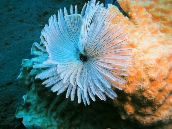 Die Erstaunliche Und Geheimnisvolle Unterwasserwelt Indonesiens Nordsulawesi Manado Rohrwurm — Stockfoto