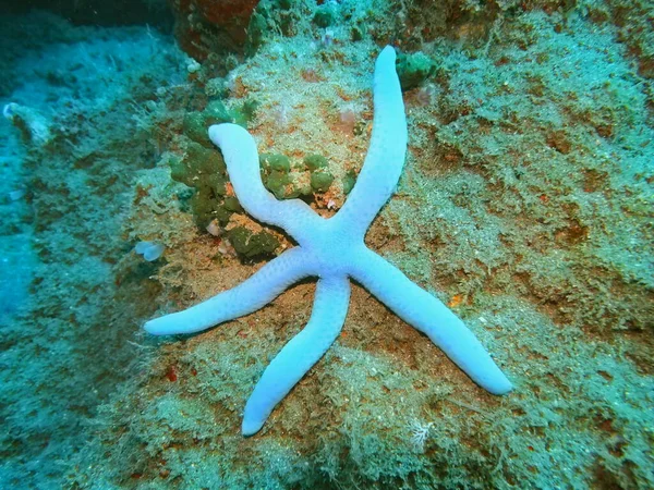Amazing Mysterious Underwater World Indonesia North Sulawesi Manado Starfish — ストック写真