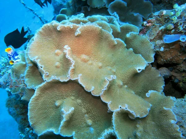 Amazing Mysterious Underwater World Indonesia North Sulawesi Manado Stone Coral — Stock Photo, Image