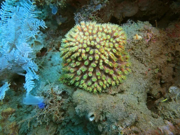 Amazing Mysterious Underwater World Indonesia North Sulawesi Manado Stone Coral — Stock Photo, Image