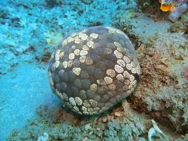 Amazing Mysterious Underwater World Indonesia North Sulawesi Manado Starfish — Stock Photo, Image