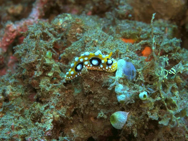 Amazing Mysterious Underwater World Indonesia North Sulawesi Manado Sea Slug — Stock Photo, Image