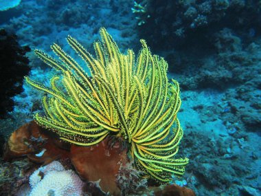 The amazing and mysterious underwater world of Indonesia, North Sulawesi, Manado, crinoid clipart