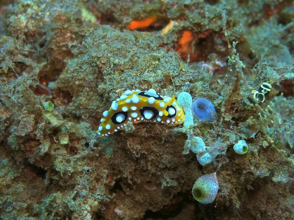 Verbazingwekkende Mysterieuze Onderwaterwereld Van Indonesië Noord Sulawesi Manado Zeeslak — Stockfoto