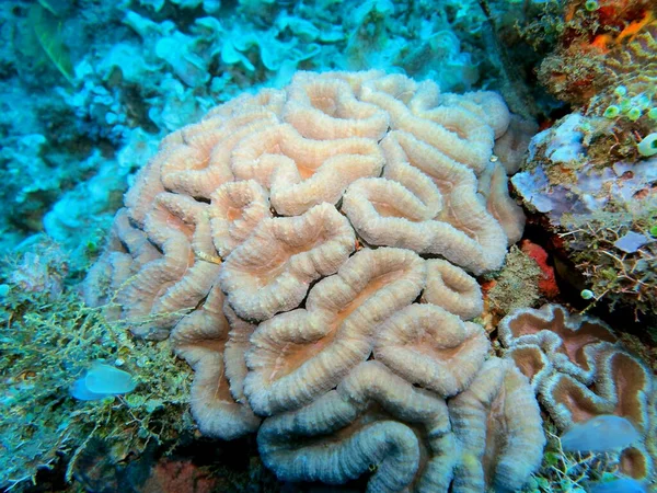 Increíble Misterioso Mundo Submarino Indonesia Sulawesi Del Norte Manado Coral — Foto de Stock
