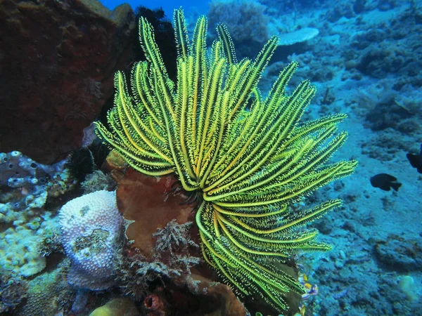 Verbazingwekkende Mysterieuze Onderwaterwereld Van Indonesië Noord Sulawesi Manado Crinoïde Rechtenvrije Stockafbeeldingen