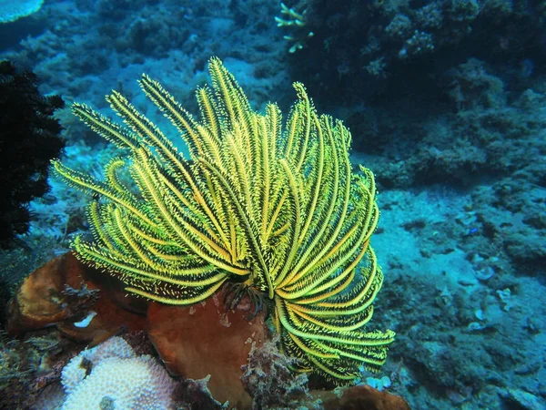 Asombroso Misterioso Mundo Submarino Indonesia Sulawesi Del Norte Manado Crinoide Imagen De Stock