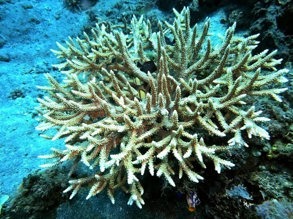 Удивительный Таинственный Подводный Мир Индонезии Северный Сулавеси Манадо Каменные Кораллы — стоковое фото