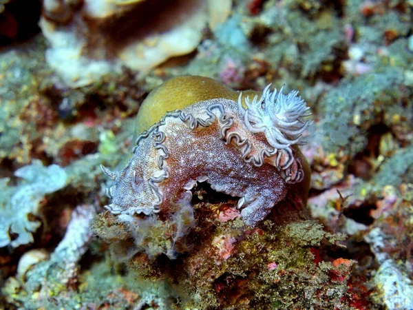 Incredibile Misterioso Mondo Sottomarino Indonesia Nord Sulawesi Manado Lumaca Mare — Foto Stock