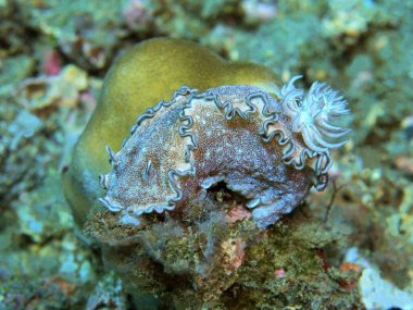 Endonezya 'nın, Kuzey Sulawesi' nin, Manado 'nun, deniz salyangozunun inanılmaz ve gizemli sualtı dünyası.