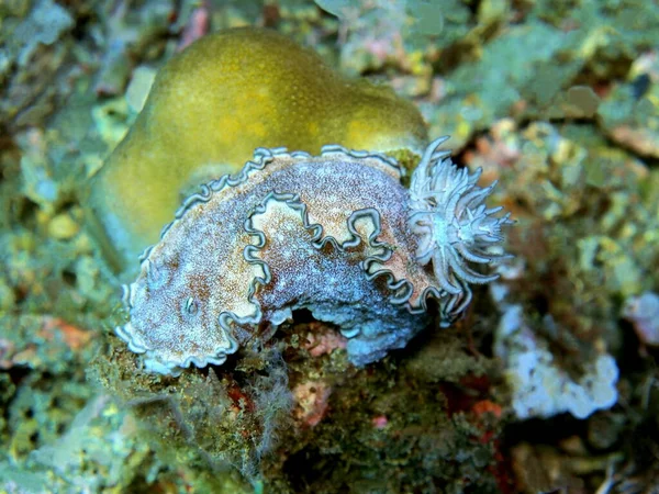 印度尼西亚令人惊奇而神秘的水下世界北苏拉威西马纳多海蛞蝓 — 图库照片
