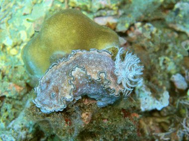 Endonezya 'nın, Kuzey Sulawesi' nin, Manado 'nun, deniz salyangozunun inanılmaz ve gizemli sualtı dünyası.