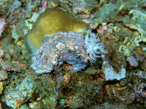 Úžasný Tajemný Podvodní Svět Indonésie Severní Sulawesi Manado Mořský Slimák — Stock fotografie