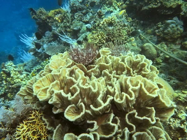 Monde Sous Marin Étonnant Mystérieux Indonésie Sulawesi Nord Manado Corail — Photo