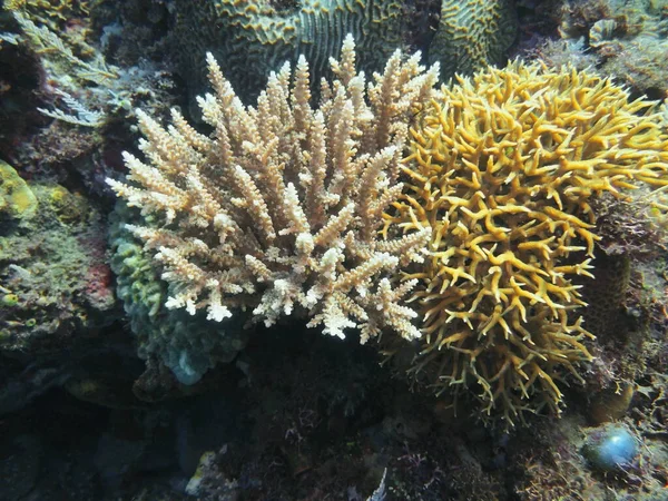 Incrível Misterioso Mundo Subaquático Indonésia North Sulawesi Manado Coral Pedra — Fotografia de Stock