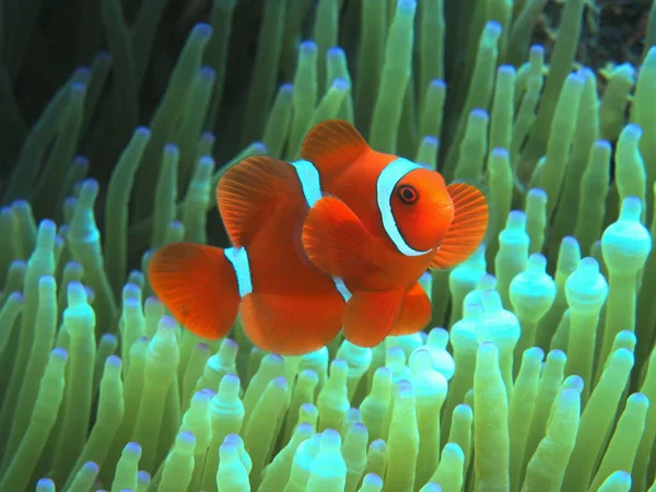 Meraviglioso Misterioso Mondo Sottomarino Indonesia Nord Sulawesi Manado Clownfish — Foto Stock