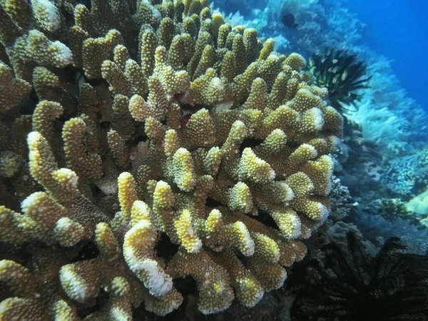 Niesamowity Tajemniczy Podwodny Świat Indonezji Północnego Sulawesi Manado Kamienny Koral — Zdjęcie stockowe