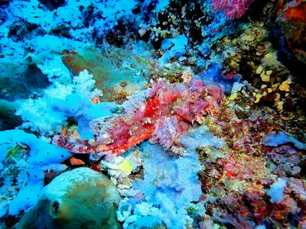 Amazing Mysterious Underwater World Indonesia North Sulawesi Manado Scorpionfish — Stock Photo, Image