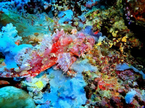 Asombroso Misterioso Mundo Submarino Indonesia Sulawesi Del Norte Manado Escorpión — Foto de Stock