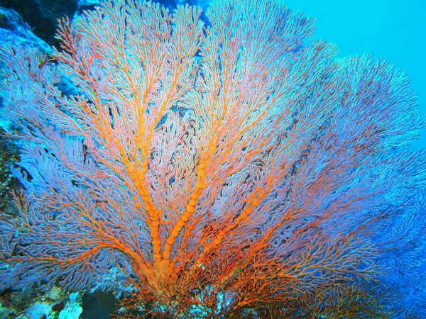 Incrível Misterioso Mundo Subaquático Indonésia North Sulawesi Manado Gorgone Coral — Fotografia de Stock