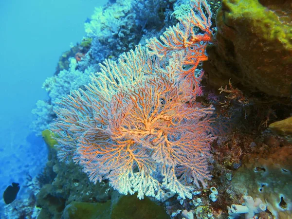 Den Fantastiska Och Mystiska Undervattensvärlden Indonesien Norra Sulawesi Manado Gorgonkorall — Stockfoto