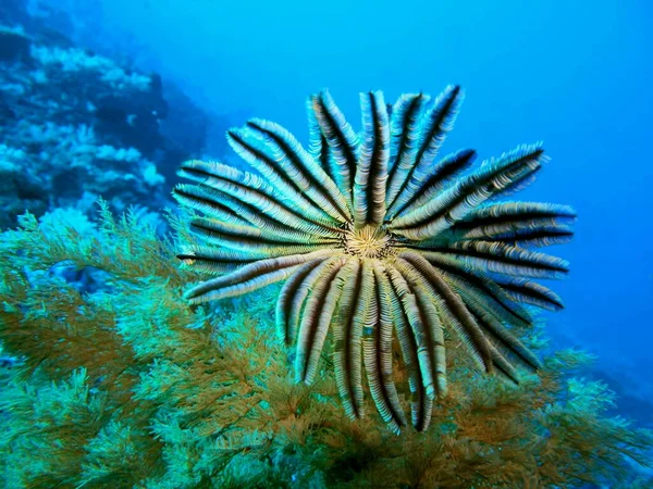 Verbazingwekkende Mysterieuze Onderwaterwereld Van Indonesië Noord Sulawesi Manado Crinoïde Stockfoto