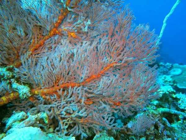 Verbazingwekkende Mysterieuze Onderwaterwereld Van Indonesië Noord Sulawesi Manado Gorgone Koraal — Stockfoto