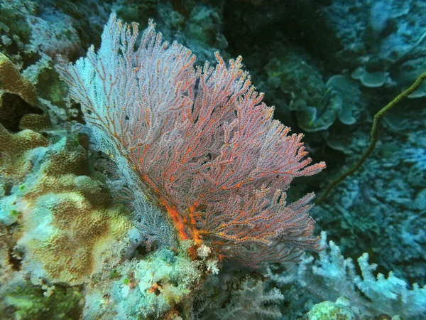 Endonezya Nın Kuzey Sulawesi Nin Manado Nun Gorgone Mercan Inın — Stok fotoğraf