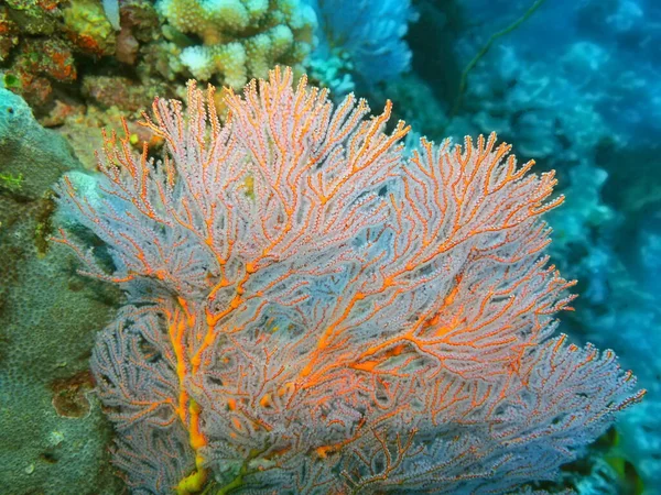 Incrível Misterioso Mundo Subaquático Indonésia North Sulawesi Manado Gorgone Coral — Fotografia de Stock