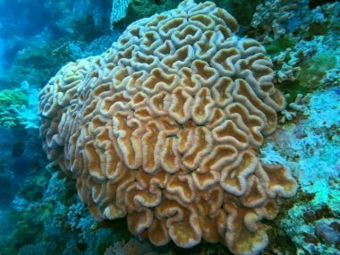 Endonezya 'nın, Kuzey Sulawesi' nin, Manado 'nun inanılmaz ve gizemli sualtı dünyası, taş mercan.