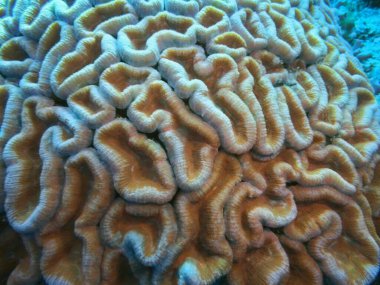 Endonezya 'nın, Kuzey Sulawesi' nin, Manado 'nun inanılmaz ve gizemli sualtı dünyası, taş mercan.