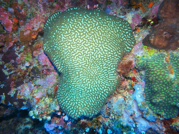 Csodálatos Titokzatos Víz Alatti Világ Indonézia Észak Sulawesi Manado Korall — Stock Fotó