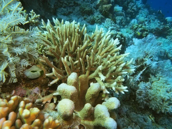 Die Erstaunliche Und Geheimnisvolle Unterwasserwelt Indonesiens Nordsulawesi Manado Steinkorallen — Stockfoto