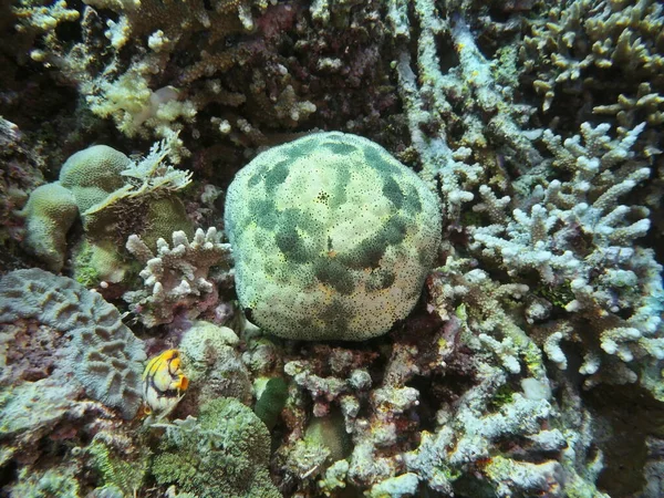 Amazing Mysterious Underwater World Indonesia North Sulawesi Manado Starfish — Stock Photo, Image
