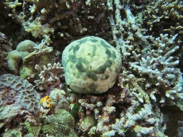 Die Erstaunliche Und Geheimnisvolle Unterwasserwelt Indonesiens Nordsulawesi Manado Seesterne — Stockfoto