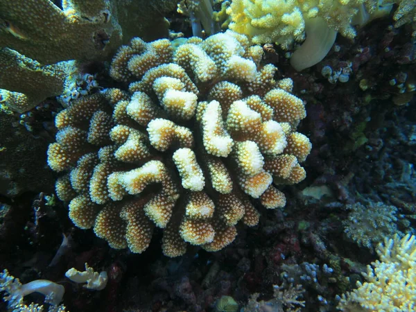 Incrível Misterioso Mundo Subaquático Indonésia North Sulawesi Manado Coral Pedra — Fotografia de Stock